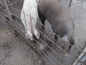 De vânzare porci de țară 