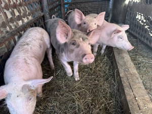 Vand purcei de 10 saptamani - imagine 4