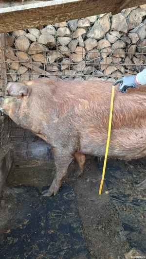 Vand Porc Mihaesti Arges