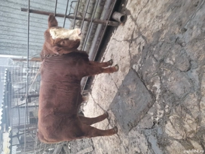 vănd vițel - imagine 3