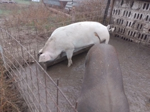 De vânzare porci de țară  - imagine 3