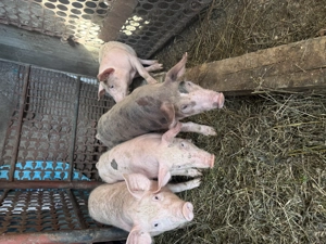 Vand purcei de 10 saptamani - imagine 5