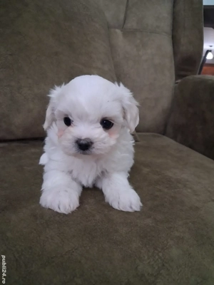 Bichon maltez talie mica 