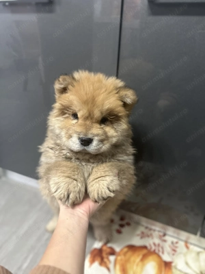 Pui de Chow chow de vânzare  - imagine 2