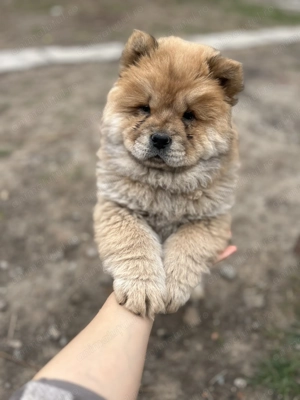 Pui de Chow chow de vânzare  - imagine 3