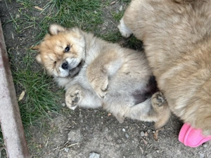Pui de Chow chow de vânzare  - imagine 4