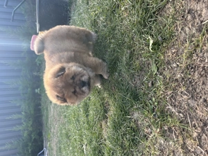 Pui de Chow chow de vânzare 