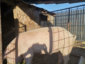 Porc de tara, 120 kg