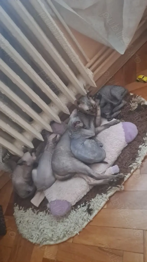 Pui de Sphynx 2 luni  - imagine 2