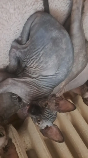 Pui de Sphynx 2 luni 