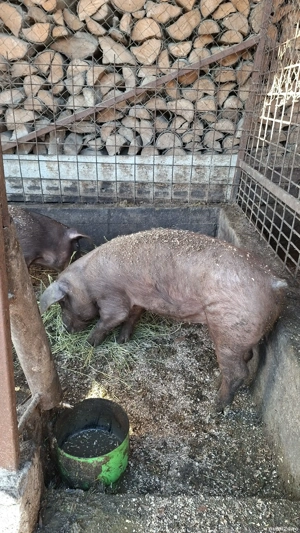 Vand porci Mihaesti Arges - imagine 3