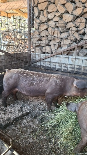 Vand porci Mihaesti Arges