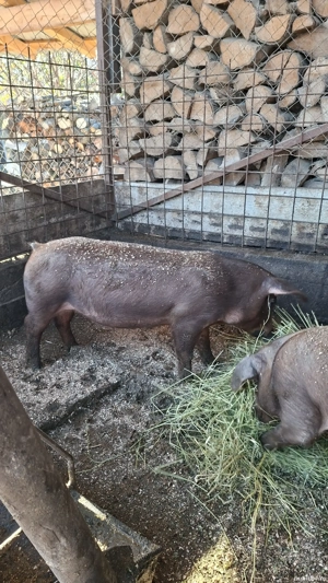 Vand porci Mihaesti Arges - imagine 2