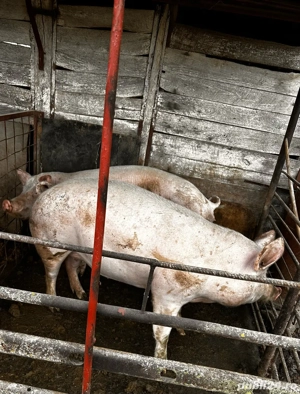 Porci de vanzare - imagine 2