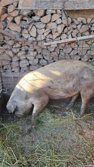 Porc de vanzare Mihaesti Arges