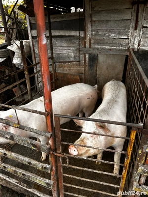 Porci de vanzare - imagine 3