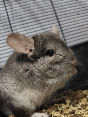 Familie Chinchilla (sinsila) - imagine 3
