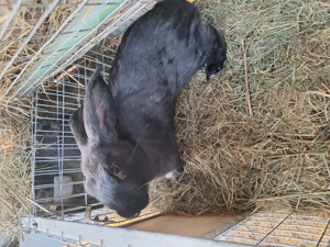 Iepuri pentru taiat - imagine 2