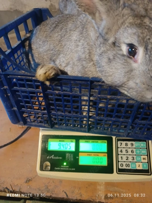 Vănd iepuri foarte frumoși - imagine 6