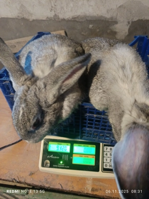 Vănd iepuri foarte frumoși - imagine 5