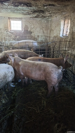 porci de vanzare Mihaesti Arges  - imagine 4