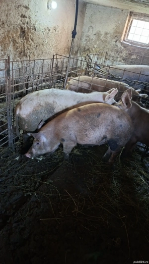 porci de vanzare Mihaesti Arges  - imagine 5