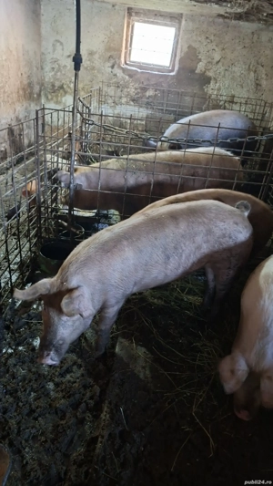 porci de vanzare Mihaesti Arges  - imagine 3