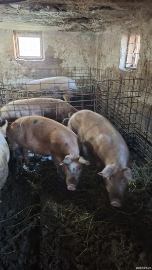 porci de vanzare Mihaesti Arges  - imagine 2