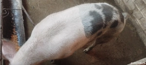 porc pt sacrificat - imagine 2