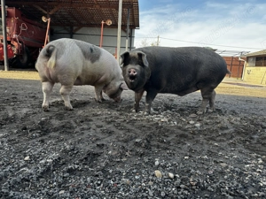 Vând porci 200-250 kg - imagine 3