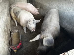 Vând porci 200-250 kg - imagine 5