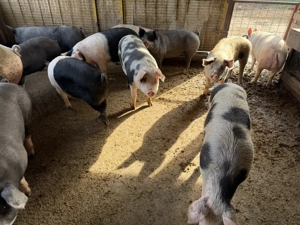 Porci 100 130kg  ofer transport la Timisoara 150lei