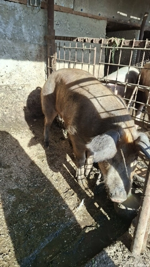 Porc de vanzare Mihaesti Arges