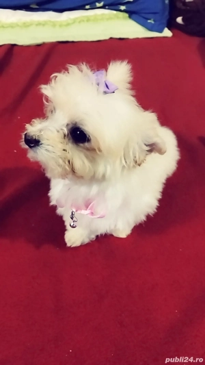 bichon havanez cățelușă Suceava