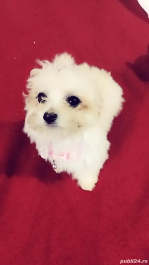 bichon havanez cățelușă Suceava