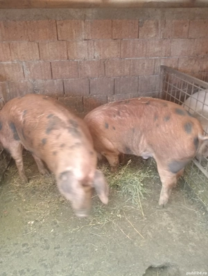 Porci de vânzare pentru Crăciun  - imagine 3