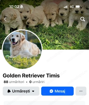 Puiuti Golden Retriever - imagine 2