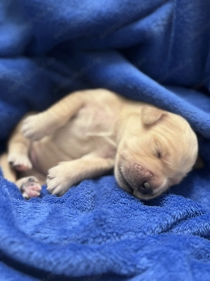 Puiuti Golden Retriever - imagine 3