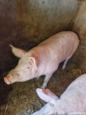 2 porci pentru crăciun la alegere - imagine 2