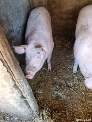 2 porci pentru crăciun la alegere - imagine 3