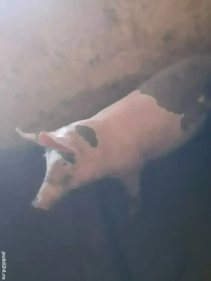 VÂND purcea de taiat tânără 