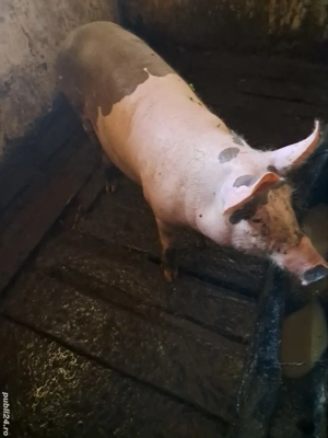 VÂND purcea de taiat tânără  - imagine 2