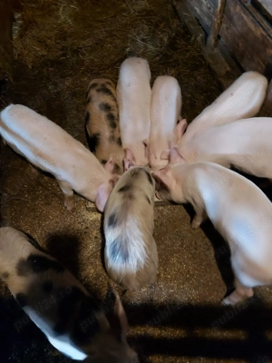 Purcei de vânzare - imagine 2