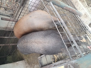 Vând porc de țară! - imagine 2