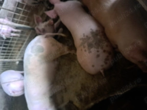 Porci de vanzare - imagine 2