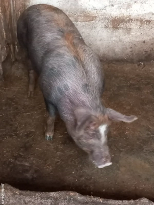 de vânzare 20 lei kg în viu