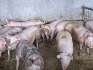 Porci de vanzare - imagine 4