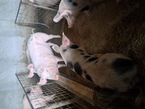 Porci de vanzare - imagine 3