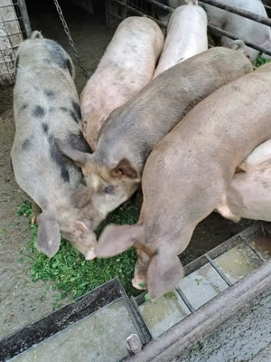 Porci crescuti natural 80-230kg