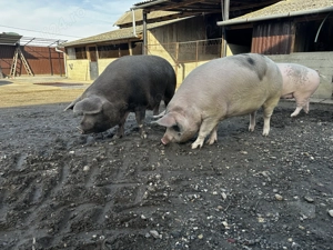 Vând porci 200-250 kg